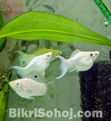 Adult White Moon Tail Balloon Molly Fish